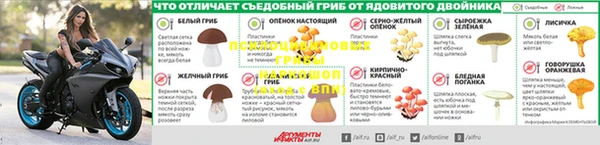 ПСИЛОЦИБИНОВЫЕ ГРИБЫ Алексеевка